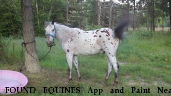 FOUND EQUINES App and Paint Near kingston, ID, 83814